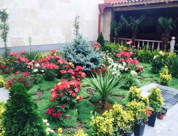 arandznatun-vardzakalutyun-Yerevan-Erebuni