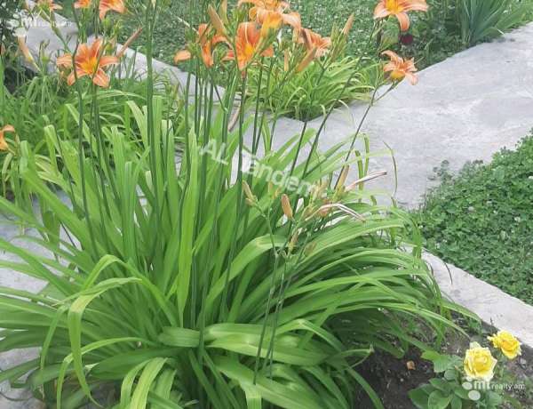 arandznatun-vardzakalutyun-Yerevan-Kanaqer-Zeytun