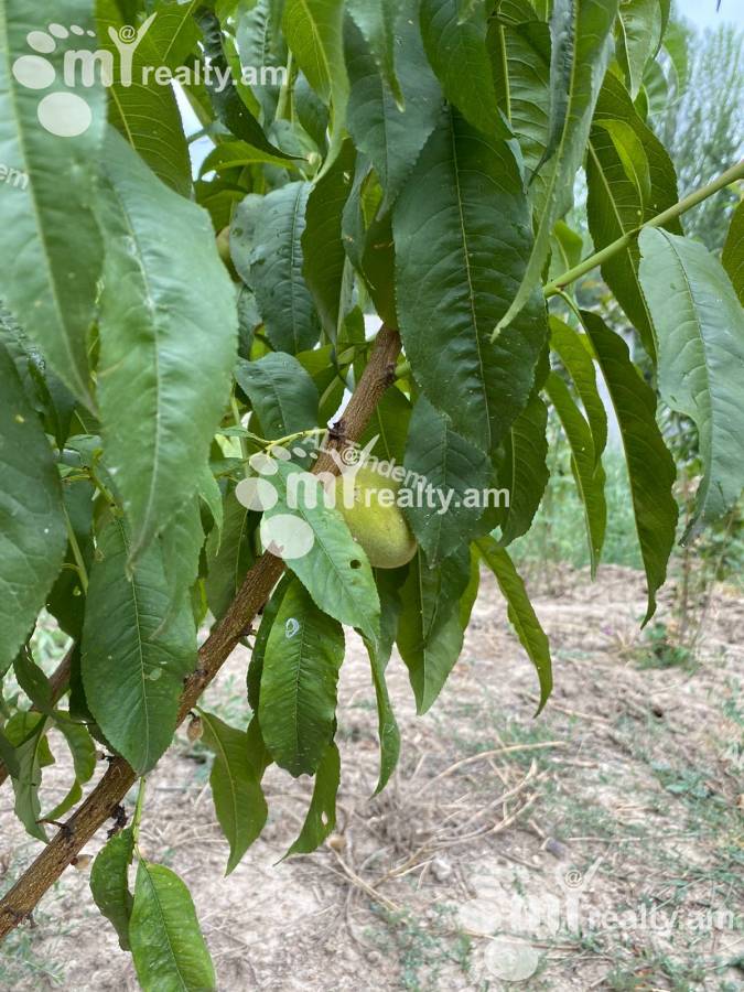 Հողատարածք  Ձորաղբյուր, Ձորաղբյուր Կոտայք, 138432