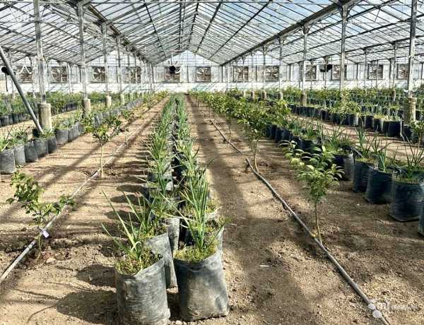 prodaja-zemelnogo-uchastka/Eghvard/Yeghvard/Kotayk